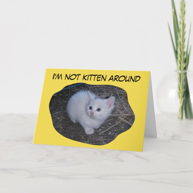 Tarjeta No gatito alrededor (Anverso)