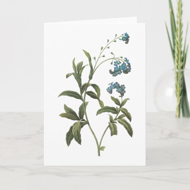 Tarjeta nomeolvides (scorpioides del Myosotis) por Redouté (Anverso)