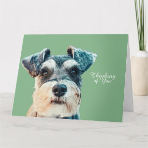 Tarjeta Norfolk Terrier