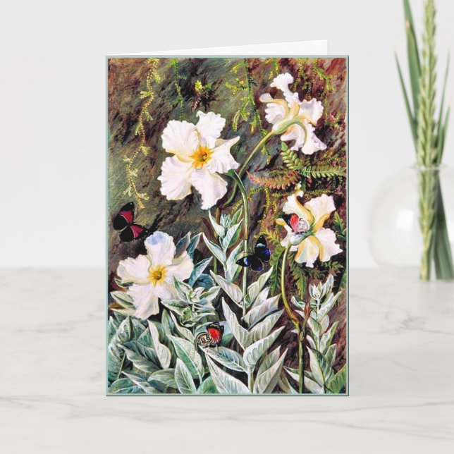 Tarjeta Norte - Flor de Flannel de Casa Branca, mariposas (Anverso)