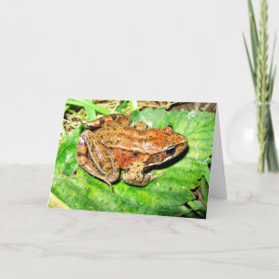 Tarjeta Northern Red legged frog
