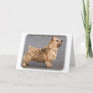 Tarjeta Norwich Terrier