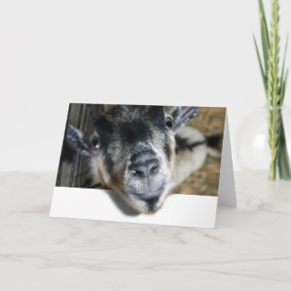 Tarjeta Nosy Goat mirando hacia afuera