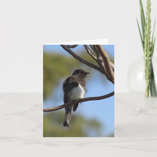 Tarjeta - Nota - Flycatcher (Anverso)