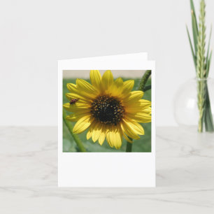 Tarjeta Notecar de girasol 2