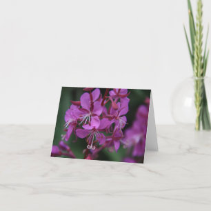 Tarjeta Notecard alpino del Fireweed