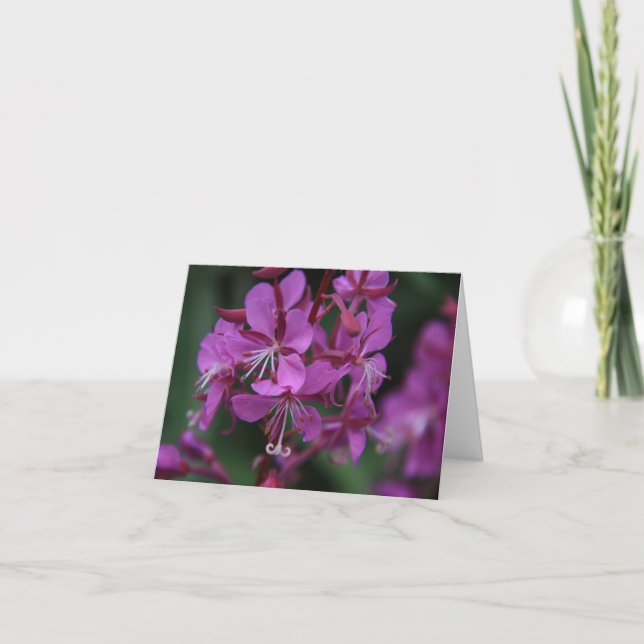 Tarjeta Notecard alpino del Fireweed (Anverso)