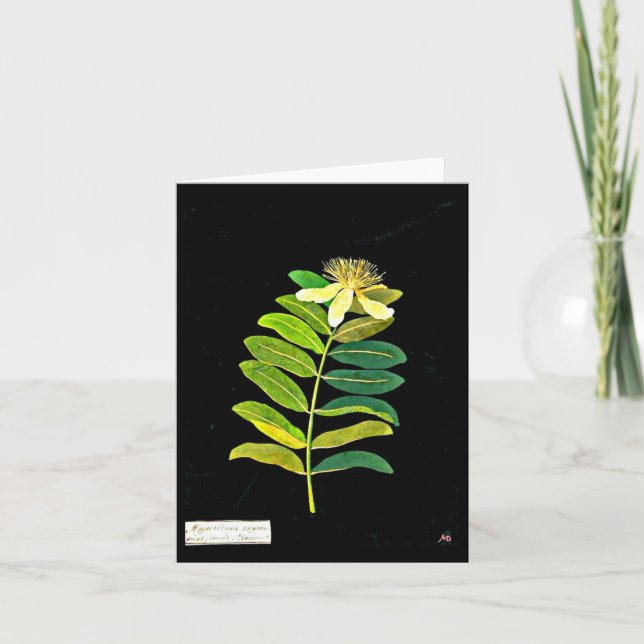 Tarjeta Notecard-Arte Botánico-Mary Delany 12 (Anverso)