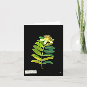 Tarjeta Notecard-Arte Botánico-Mary Delany 12