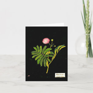 Tarjeta Notecard-Arte Botánico-Mary Delany 15