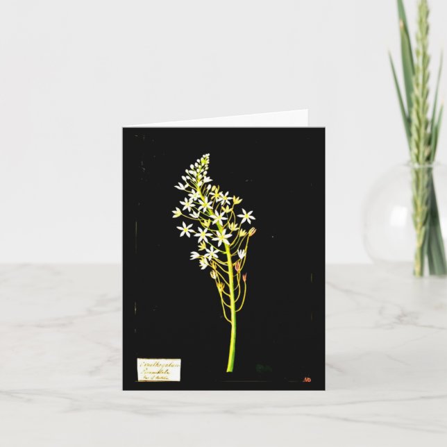 Tarjeta Notecard-Arte Botánico-Mary Delany 2 (Anverso)