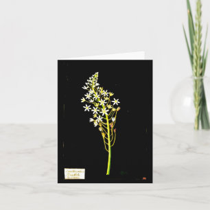 Tarjeta Notecard-Arte Botánico-Mary Delany 2