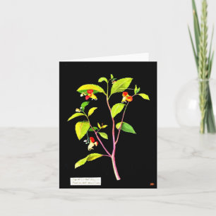 Tarjeta Notecard-Arte Botánico-Mary Delany 7