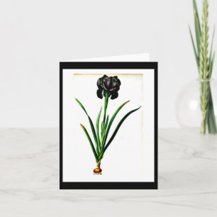 Tarjeta Notecard-Botanicals-Pedro José Redoute 18