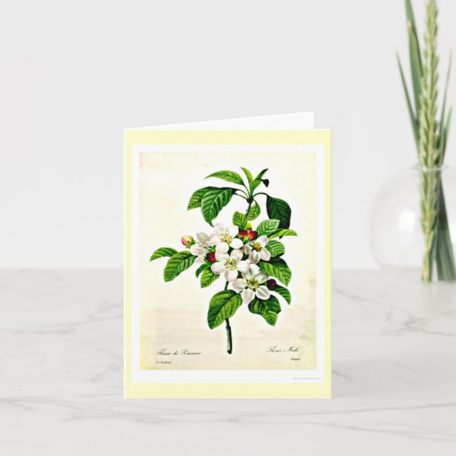 Tarjeta Notecard-Botanicals-Pierre Joseph Redoute 9 (Anverso)
