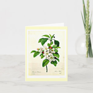 Tarjeta Notecard-Botanicals-Pierre Joseph Redoute 9