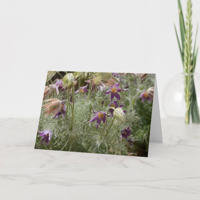 Tarjeta Notecard con el azafrán salvaje (Anverso)
