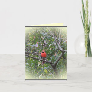 Tarjeta Notecard con el cardenal septentrional