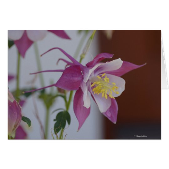 Tarjeta Notecard con el pájaro cantante Columbine