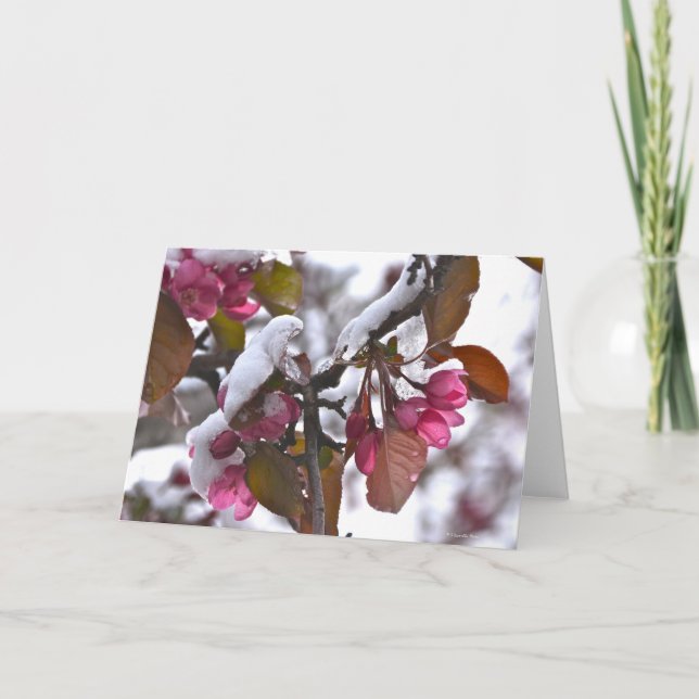 Tarjeta Notecard con nieve en el flor de Apple de cangrejo (Anverso)