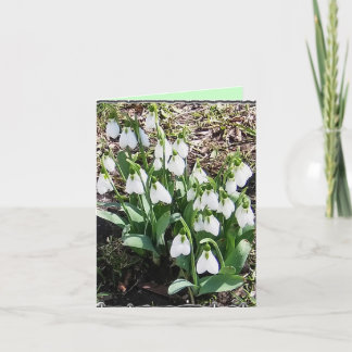 Tarjeta ¡Notecard con Snowdrop!