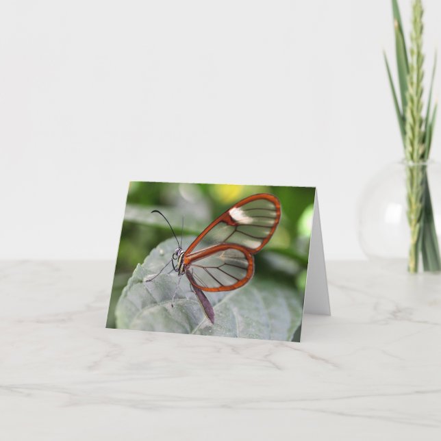 Tarjeta Notecard de la mariposa de Glasswing (Anverso)