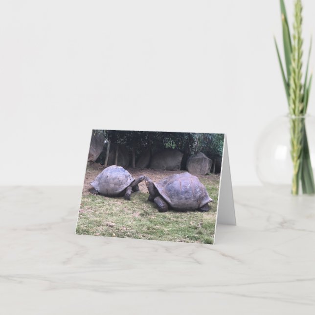 Tarjeta notecard de la tortuga de las Islas Galápagos (Anverso)