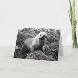 Tarjeta Notecard del león marino