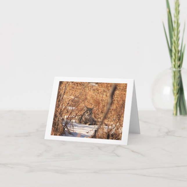 Tarjeta Notecard del lince (Anverso)