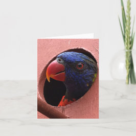 Tarjeta notecard del lorikeet (hola)