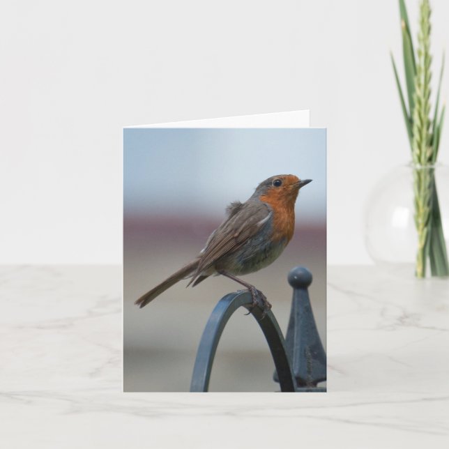 Tarjeta Notecard en blanco con el petirrojo británico (Anverso)