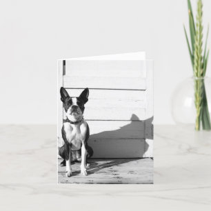 Tarjeta notecard en blanco del perro