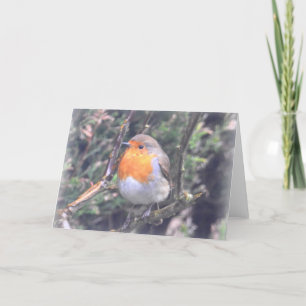 Tarjeta Notecard: Petirrojo británico
