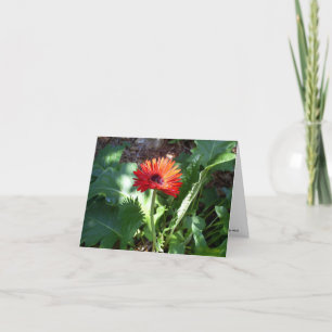 Tarjeta Notecard rojo de la margarita del Gerbera
