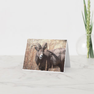 Tarjeta Notecards de las ovejas de Bighorn