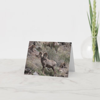Tarjeta Notecas de ovejas de Bighorn