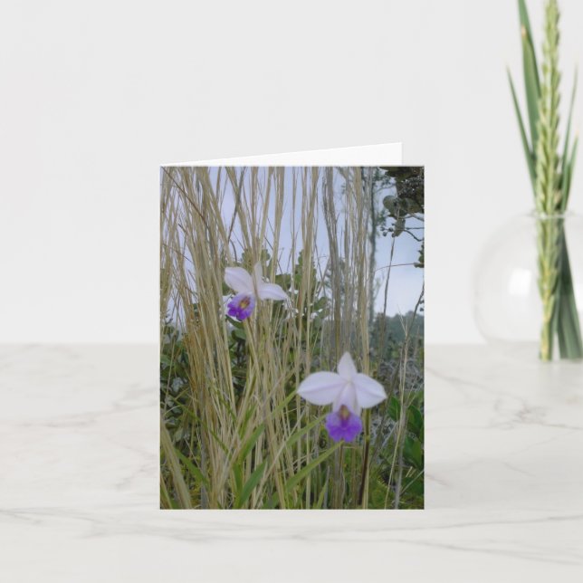 Tarjeta Notecnológicos de orquídeas silvestres, isla grand (Anverso)