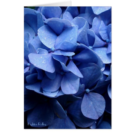 Tarjeta Notelet en blanco/tarjeta de los Hydrangeas azules
