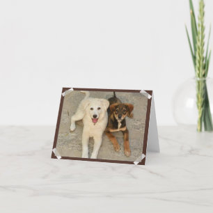 Tarjeta Nowzad Rescue Dogs Notecard