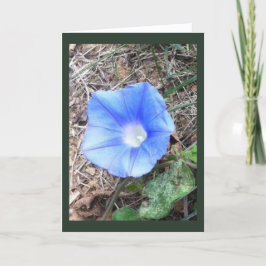 Tarjeta Nueva gloria de la mañana azul en blanco