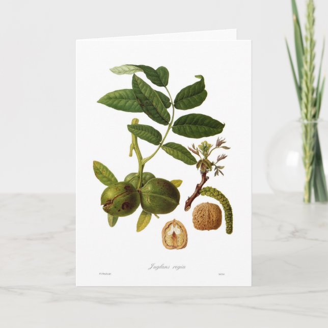 Tarjeta Nuez (juglans regia) (Anverso)