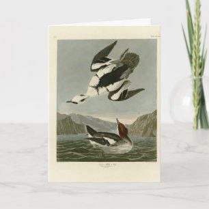 Tarjeta Nun blanca o smew, de los pájaros de América de Au