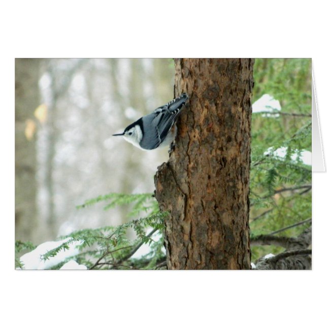 Tarjeta nuthatch de invierno (Anverso (Horizontal))