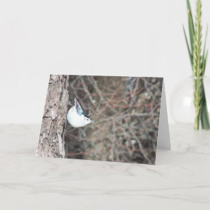 Tarjeta Nuthatch de pechos blancos