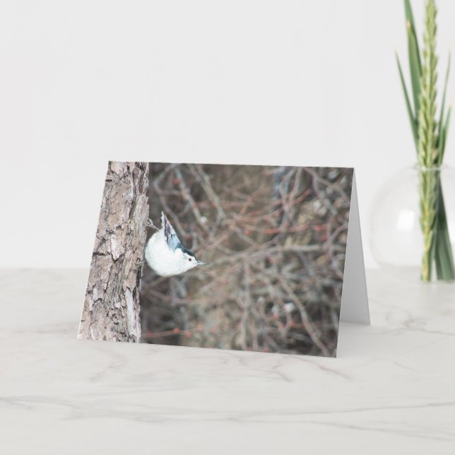 Tarjeta Nuthatch de pechos blancos (Anverso)