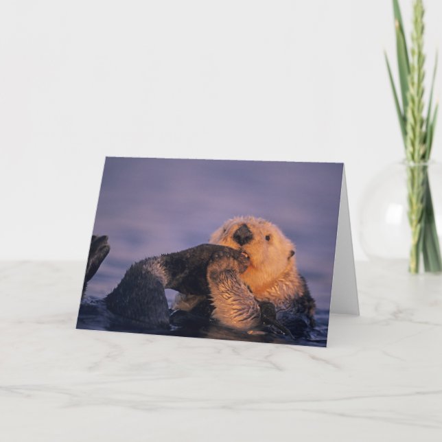 Tarjeta Nutria marina, Enhydra lutris (Anverso)