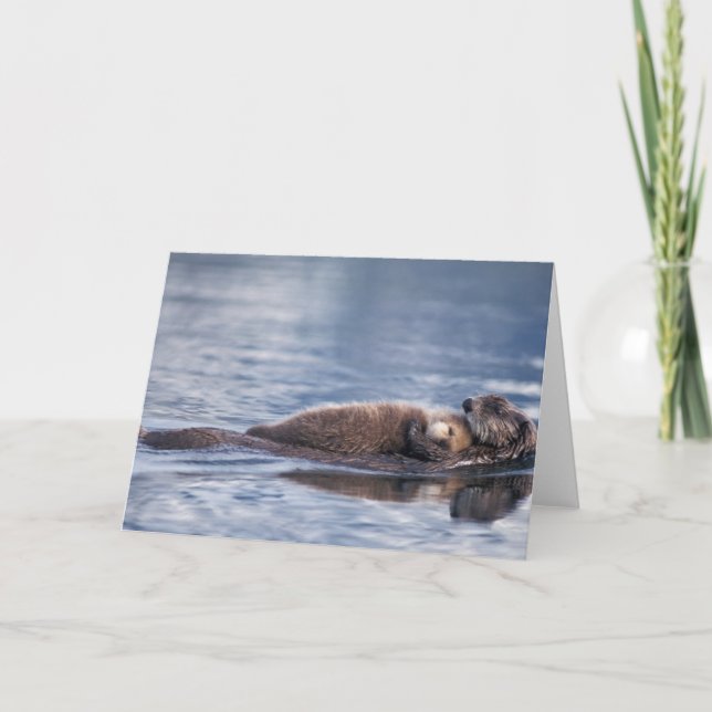 Tarjeta nutria marina, Enhydra lutris lutris (Anverso)