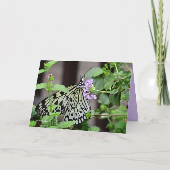 Tarjeta Nymph de árbol (Anverso)