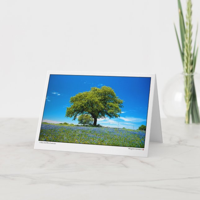 Tarjeta Oaks y Bluebonnets - Texas (Anverso)