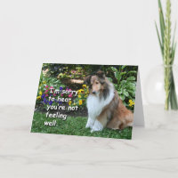 Obtener bien Sheltie